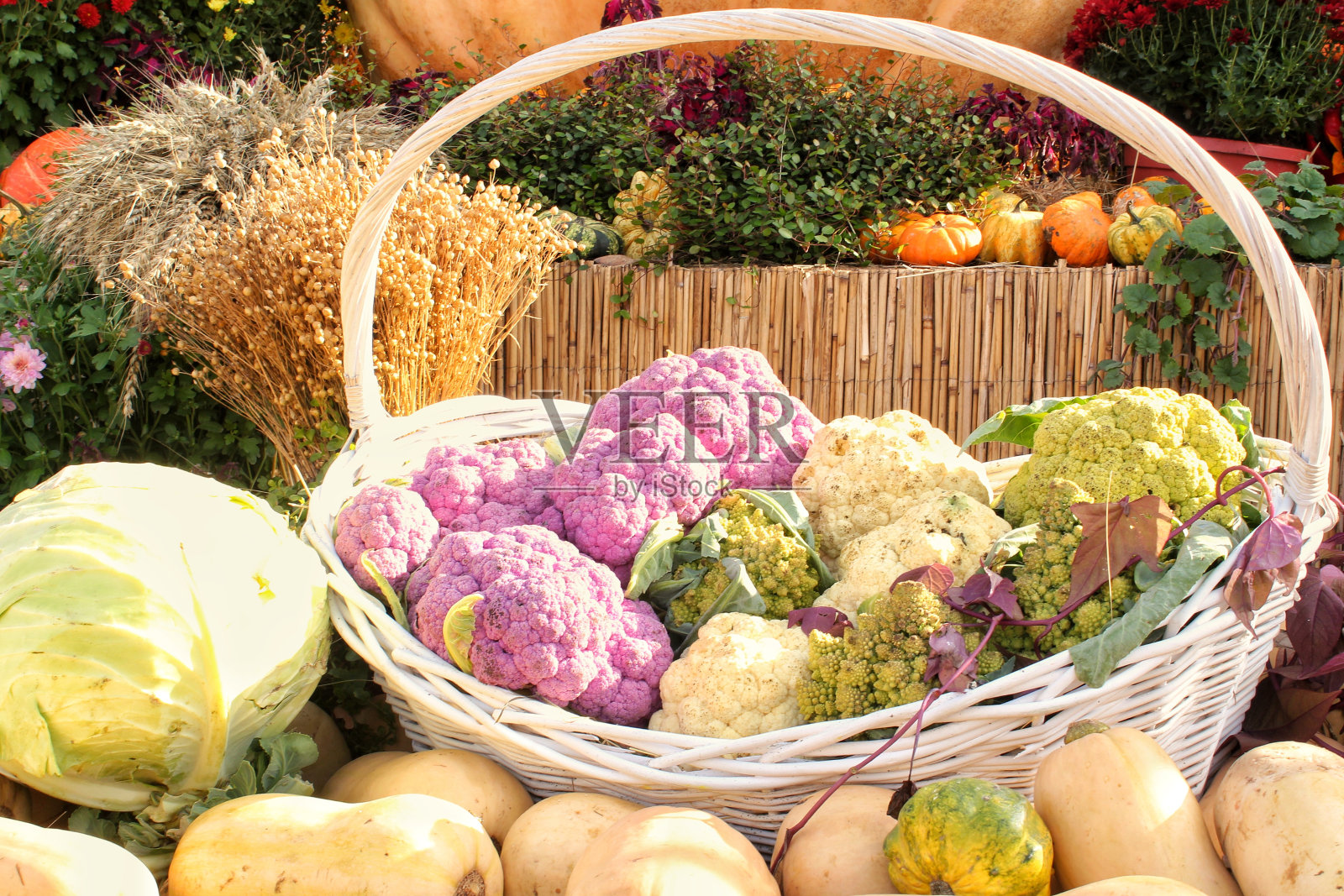 有机南瓜和蔬菜在藤篮农业博览会。秋收时节概念。园林秋季自然植物照片摄影图片