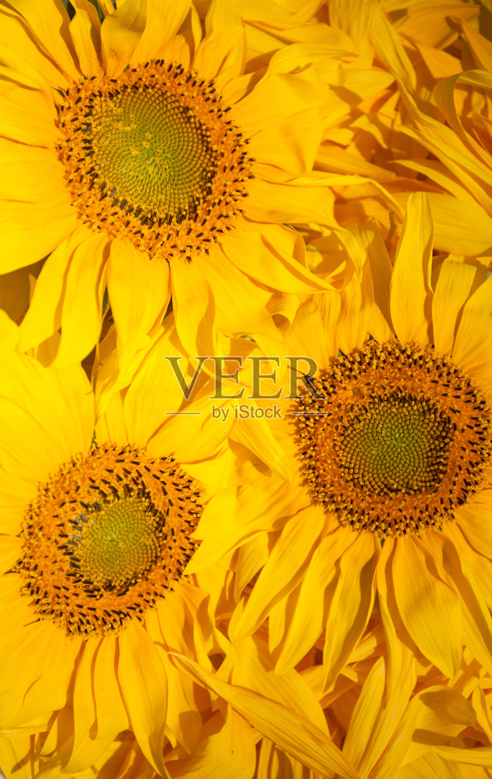 向日葵花和花瓣，收集原料。花的健康和芳香疗法。照片摄影图片