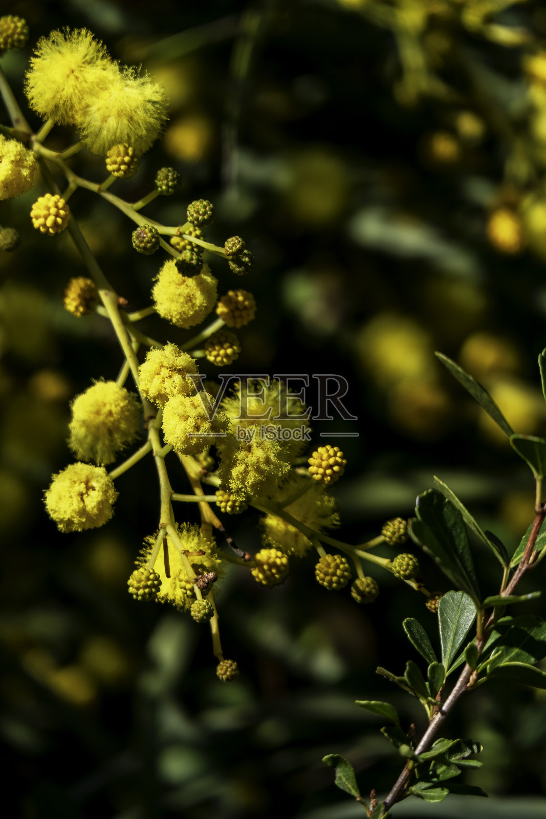 开花树相思树的黄色球状花朵特写照片摄影图片