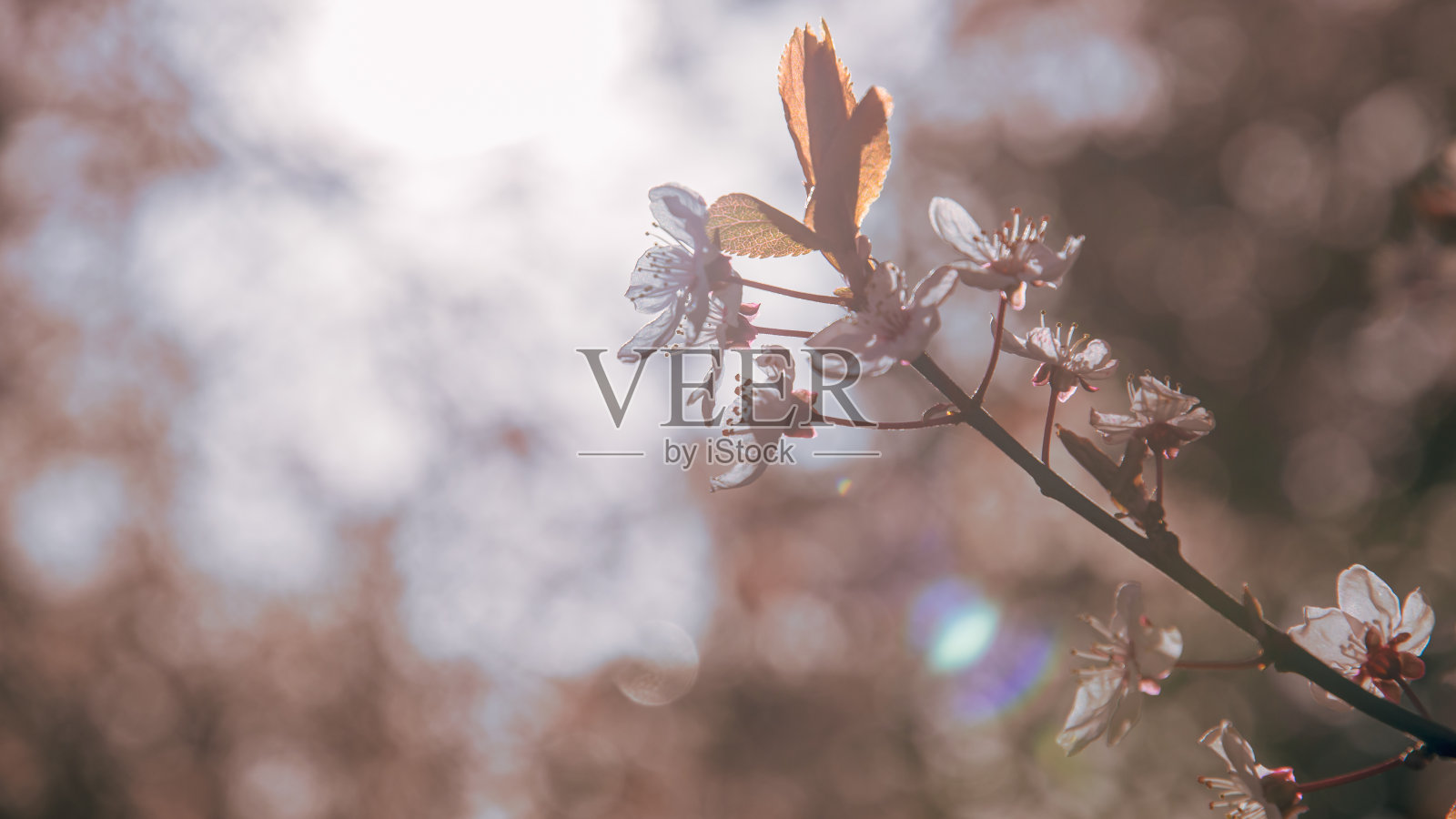 樱花盛开的特写镜头照片摄影图片