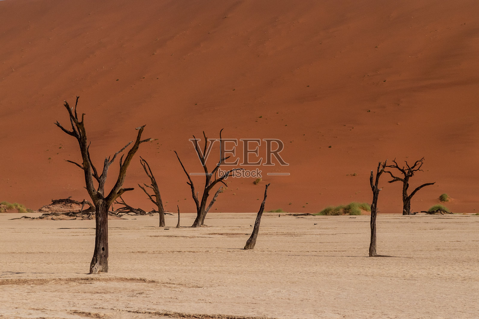 Deadvlei的枯树照片摄影图片