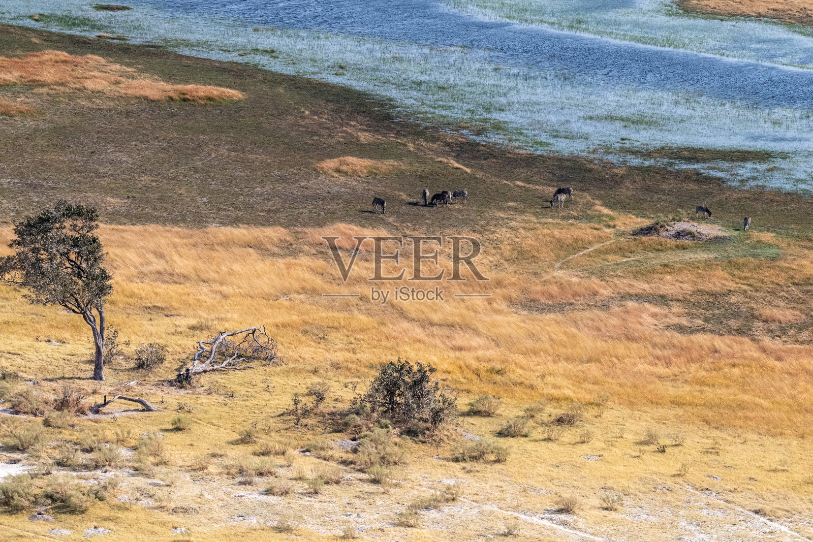 航拍的斑马在奥卡万戈三角洲吃草照片摄影图片