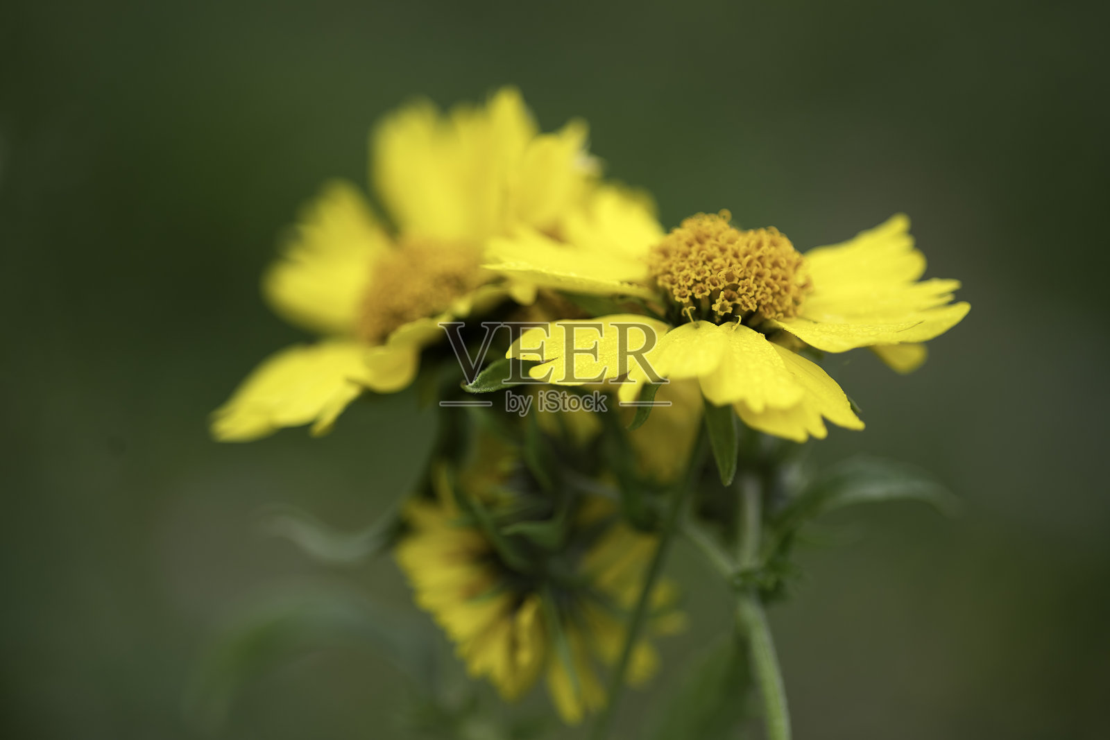 模糊背景上植物的黄色花朵特写照片摄影图片