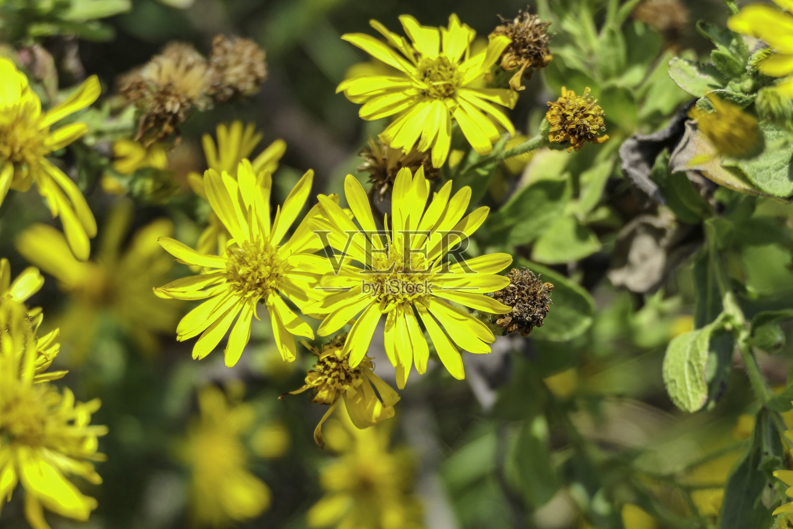 模糊背景上植物的黄色花朵特写照片摄影图片