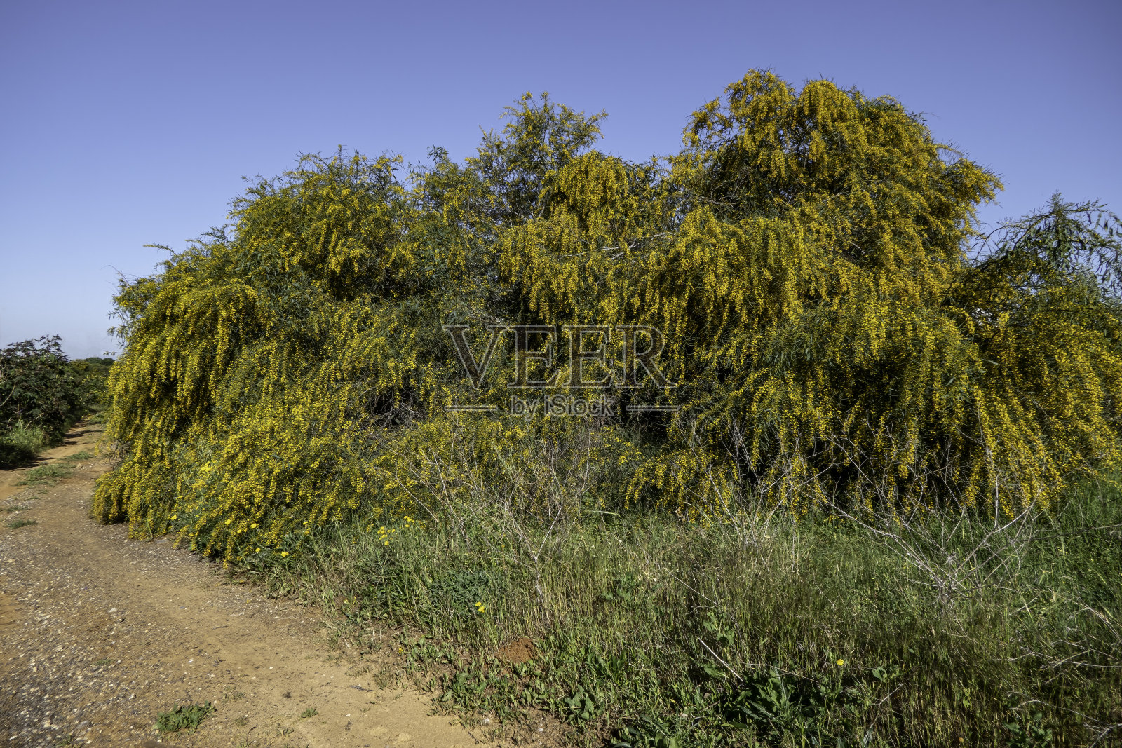 开花树相思树的黄色球状花朵特写照片摄影图片