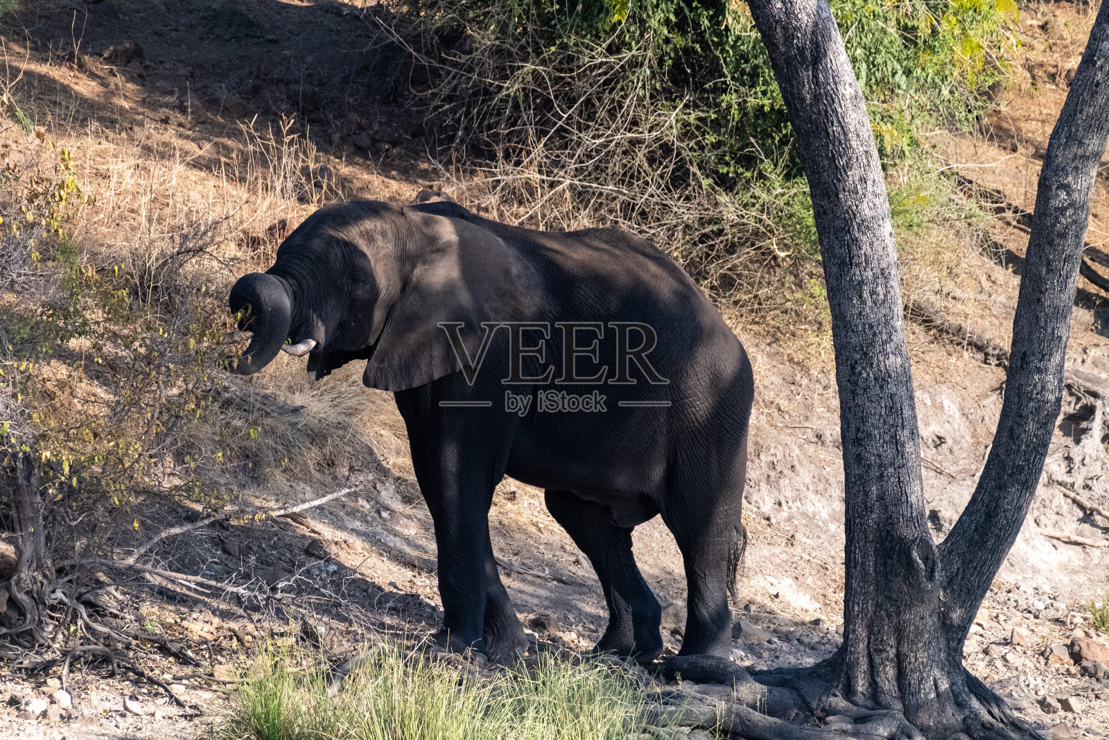 乔贝国家公园的非洲象照片摄影图片