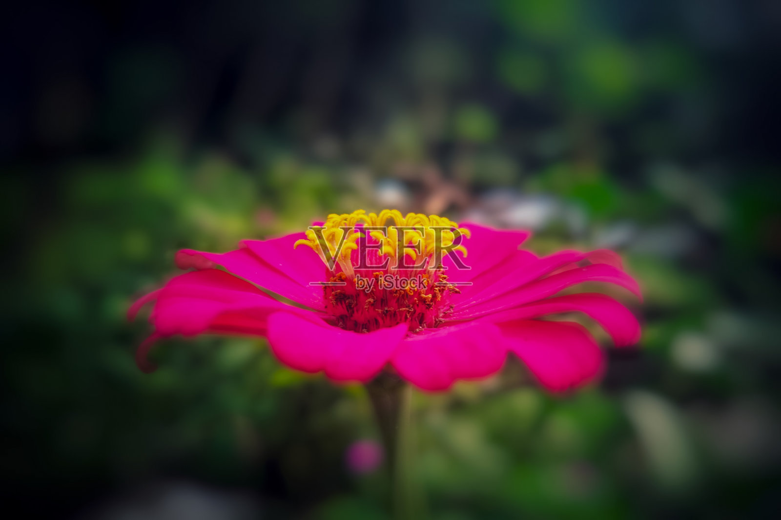 漂亮的粉红色花带黄色照片摄影图片