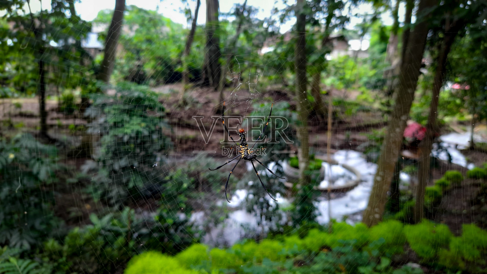 蜘蛛是节肢动物照片摄影图片