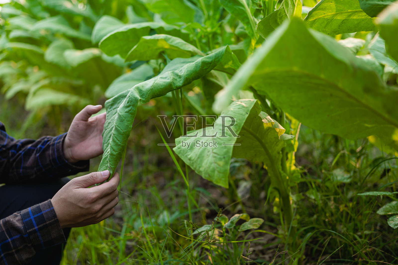 图为男性种植园主检查烟叶:在采收烟叶之前，农田里的男性正在触摸烟叶，检查烟叶的质量和大小，以达到行业标准。照片摄影图片