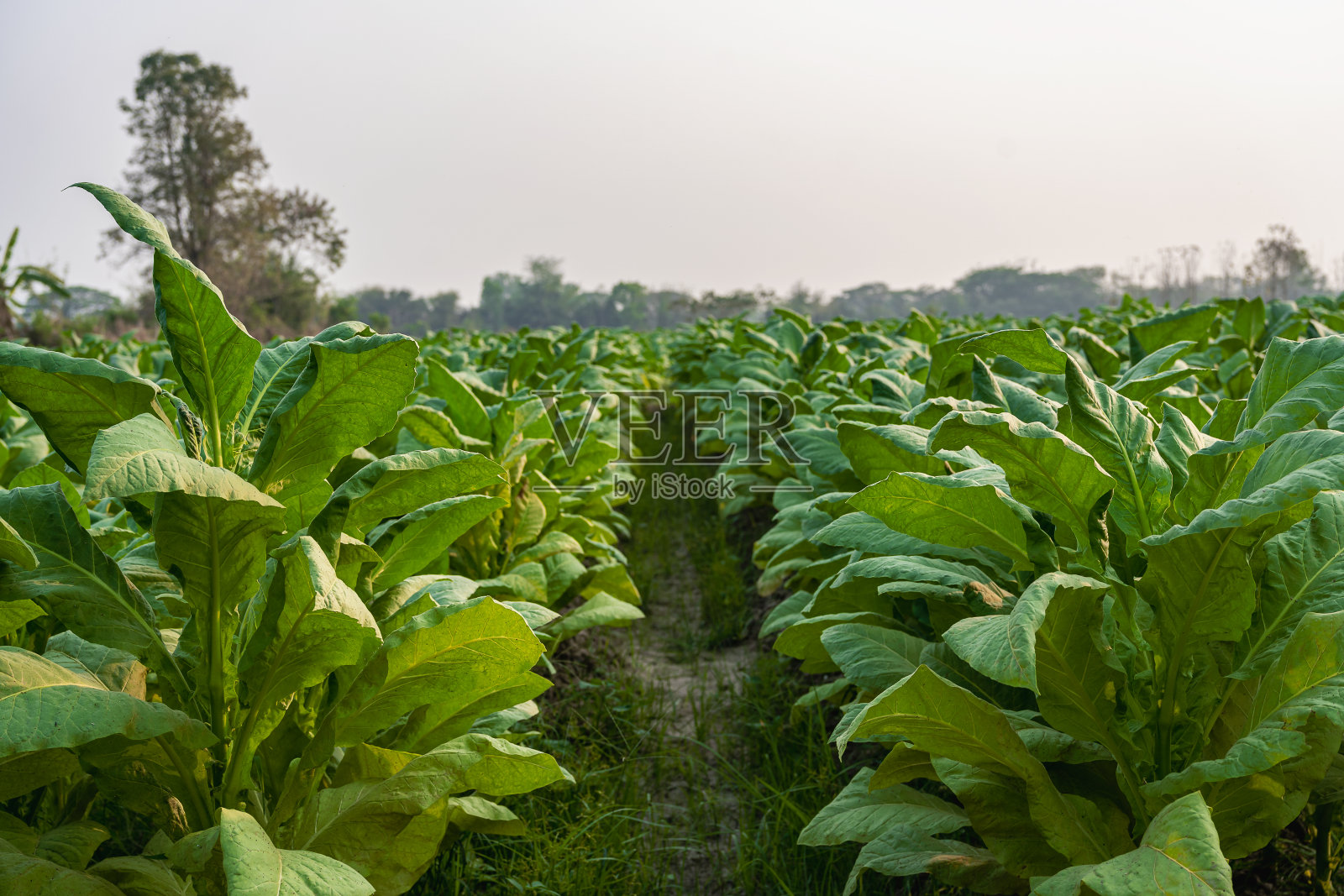 田间一株年轻的绿色烟草植物视图泰国农村农业作物的夜间烟草田视图照片摄影图片