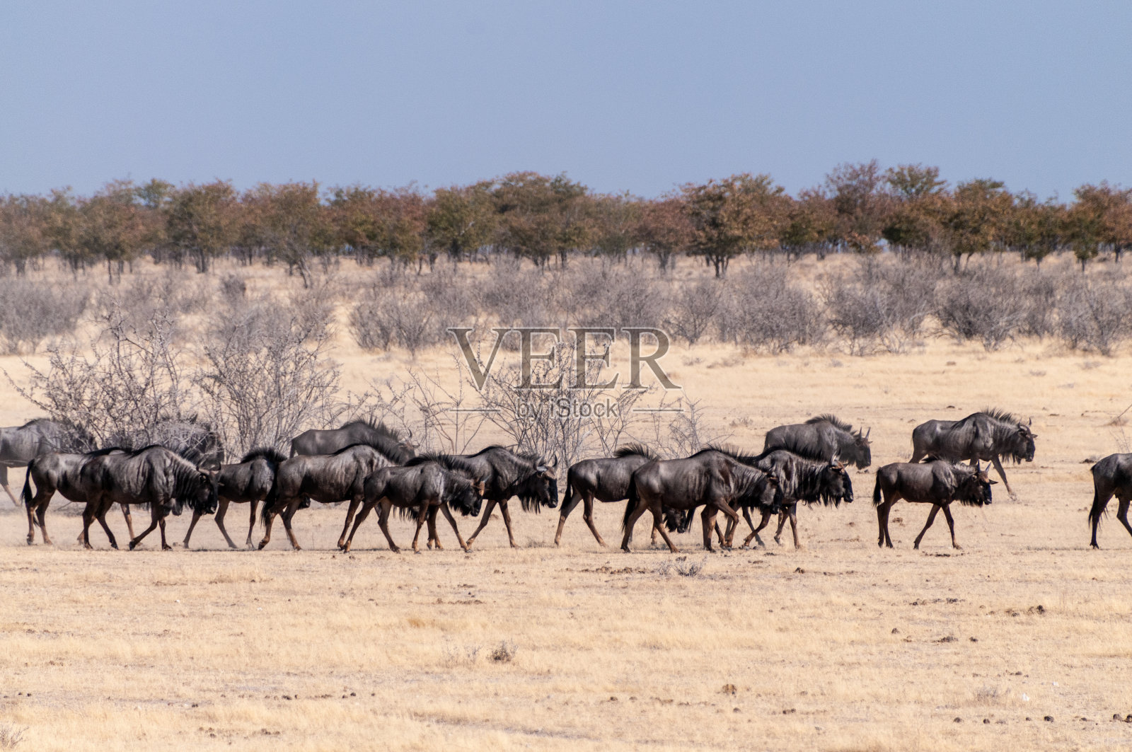 埃托沙的一群蓝色角马照片摄影图片