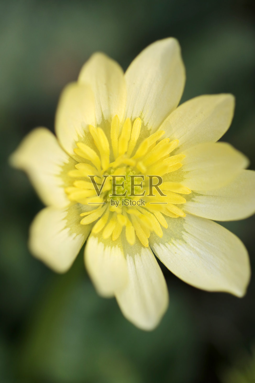 初秋，地面上盛开黄白色花朵的野草“金缕草”的微距特写。照片摄影图片