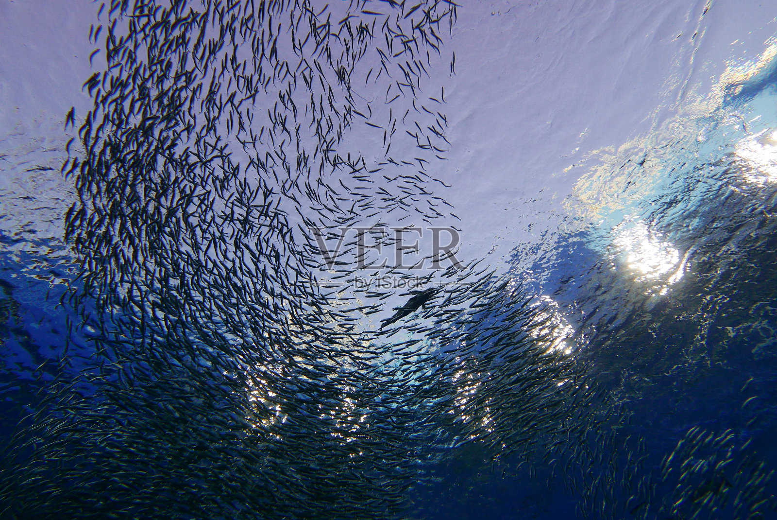 与江豚一起潜水，日本宫城照片摄影图片