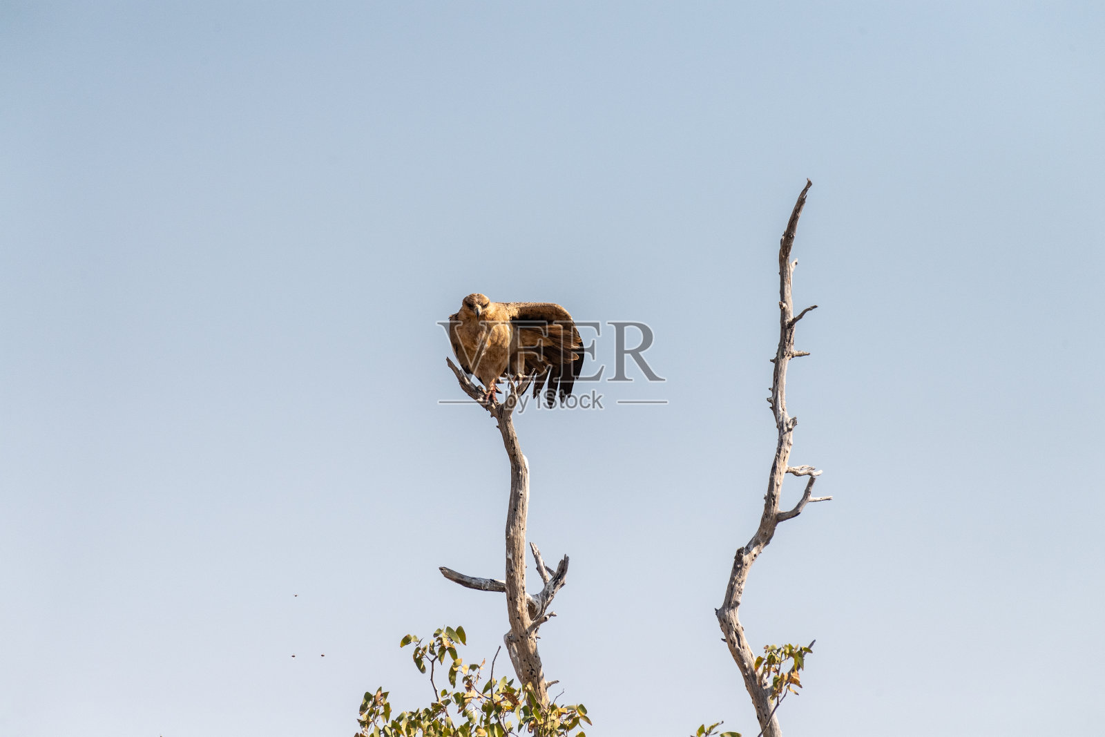 Etosha的茶色鹰照片摄影图片