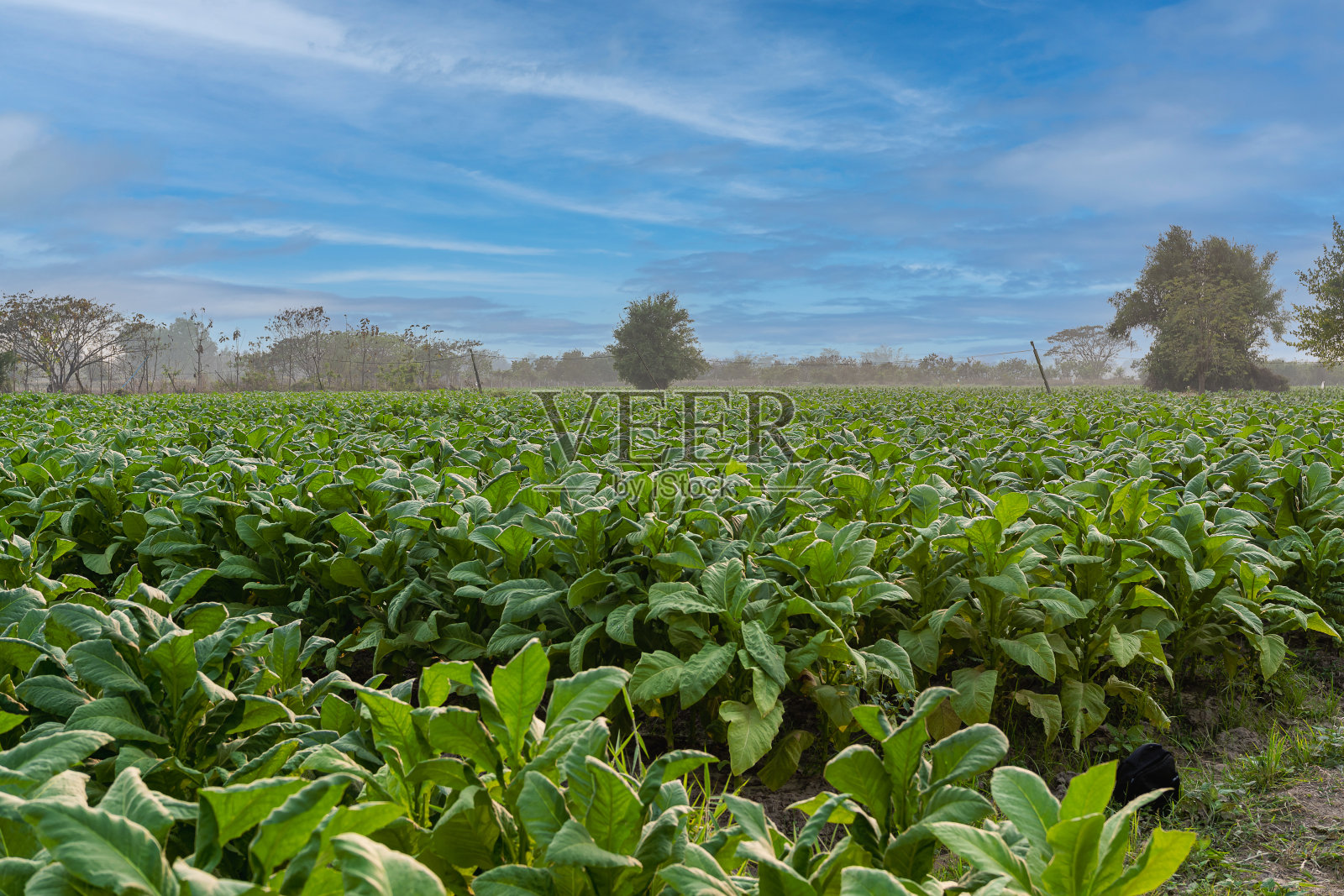 田间一株年轻的绿色烟草植物视图泰国农村农业作物的夜间烟草田视图照片摄影图片