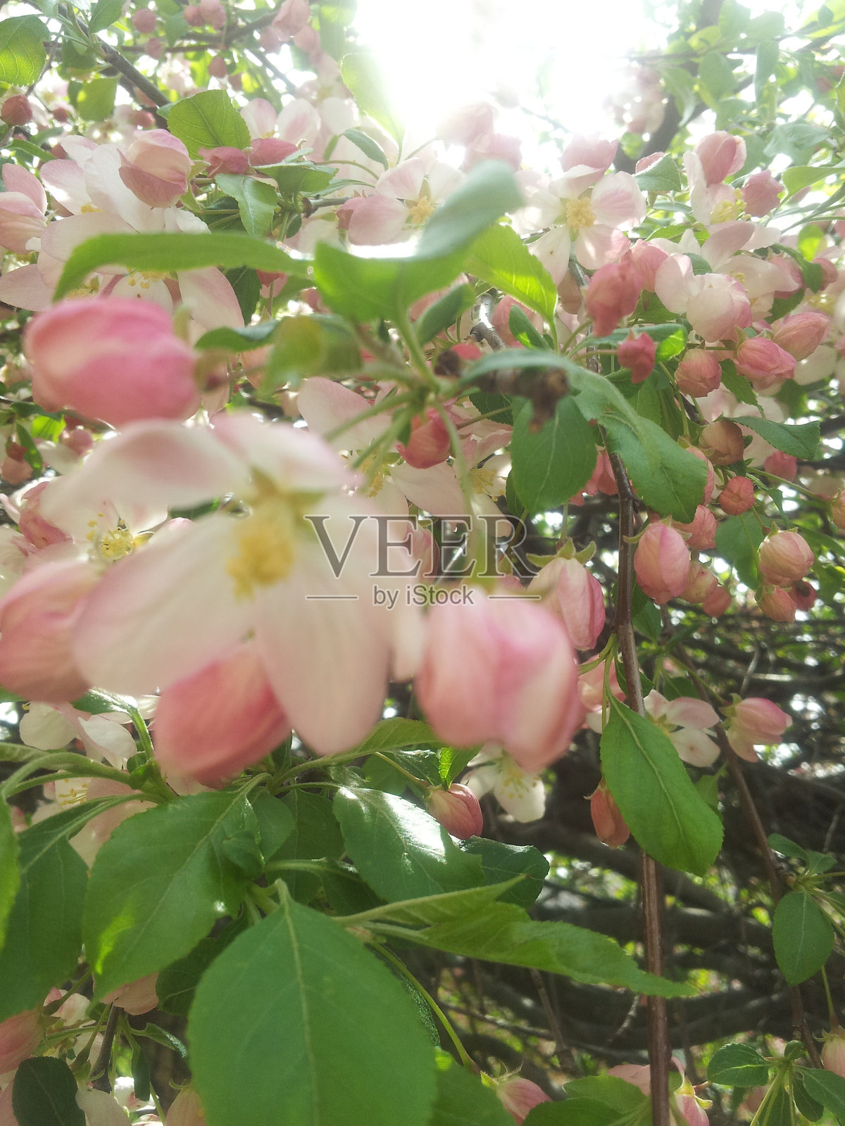 红果日出照片摄影图片