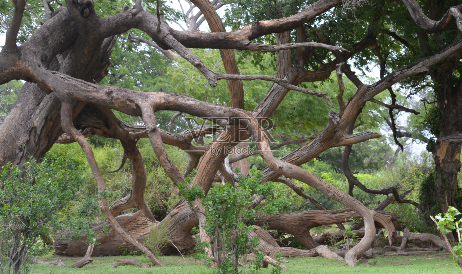 自然环境照片摄影图片