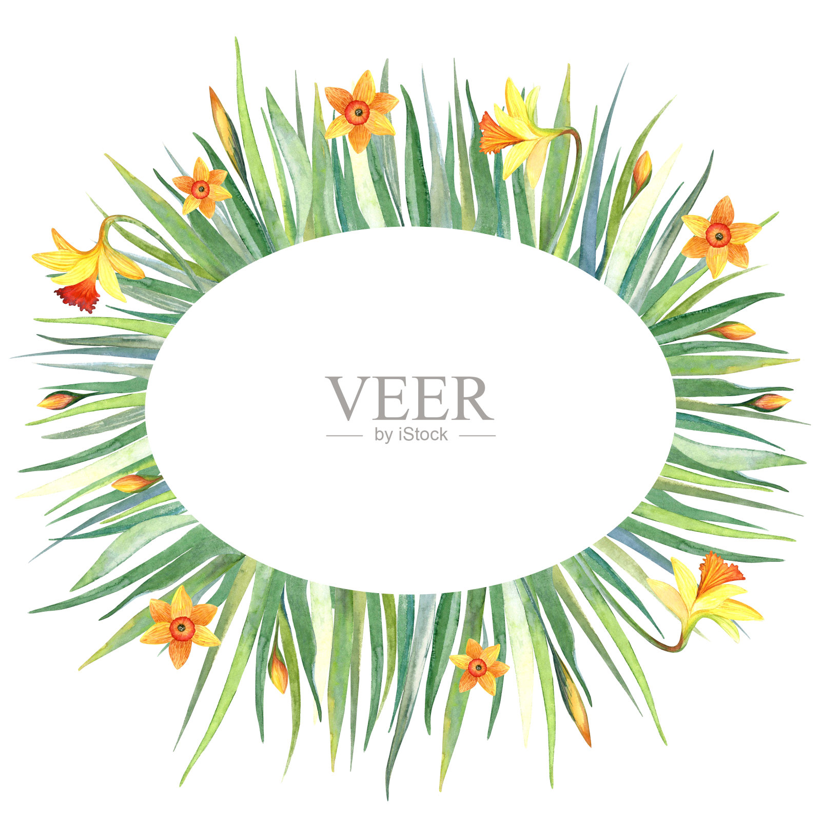 水彩椭圆形框架与绿色的草和黄色的花。琼基尔，水仙花和水仙。花环是邀请函、卡片和其他项目的完美选择插画图片素材