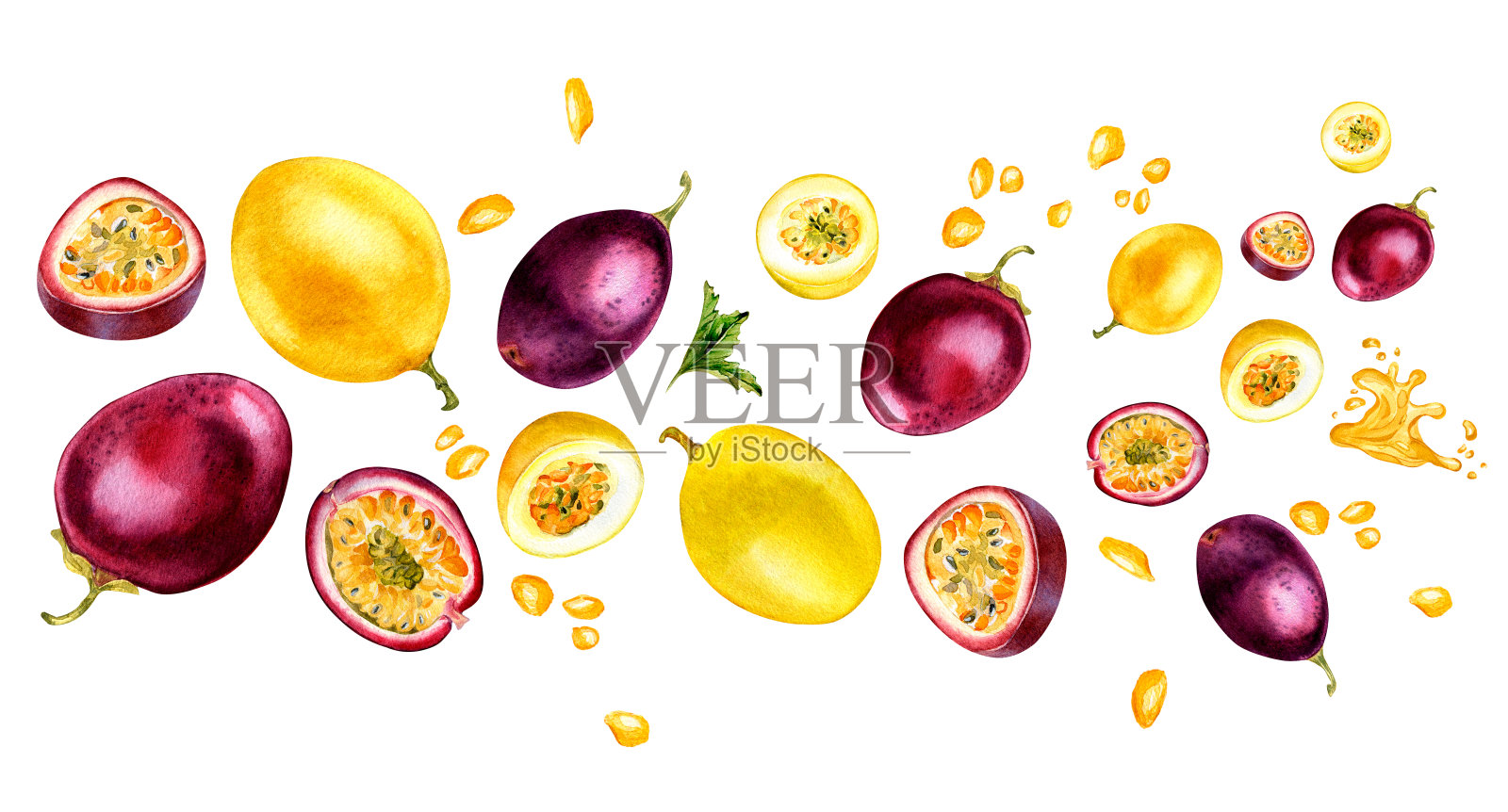 各种百香果横幅，白色上留下孤立的水彩插图。插画图片素材