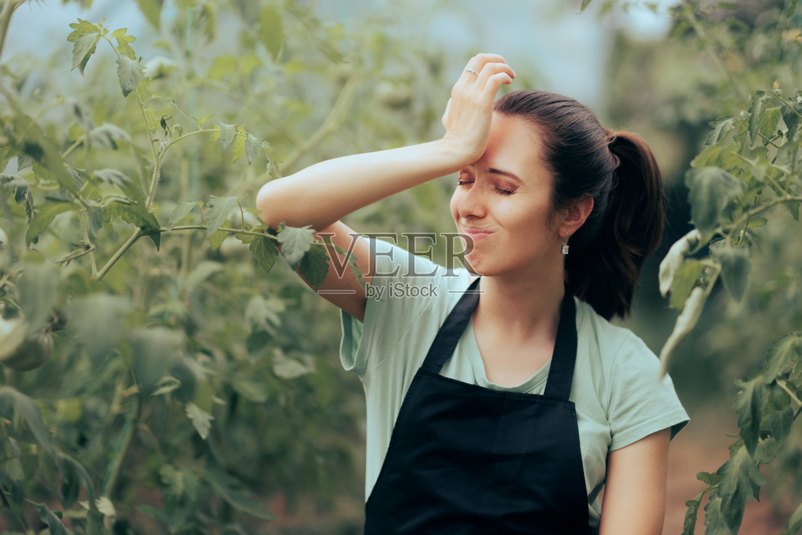 压力农民检查番茄植物如何生长照片摄影图片