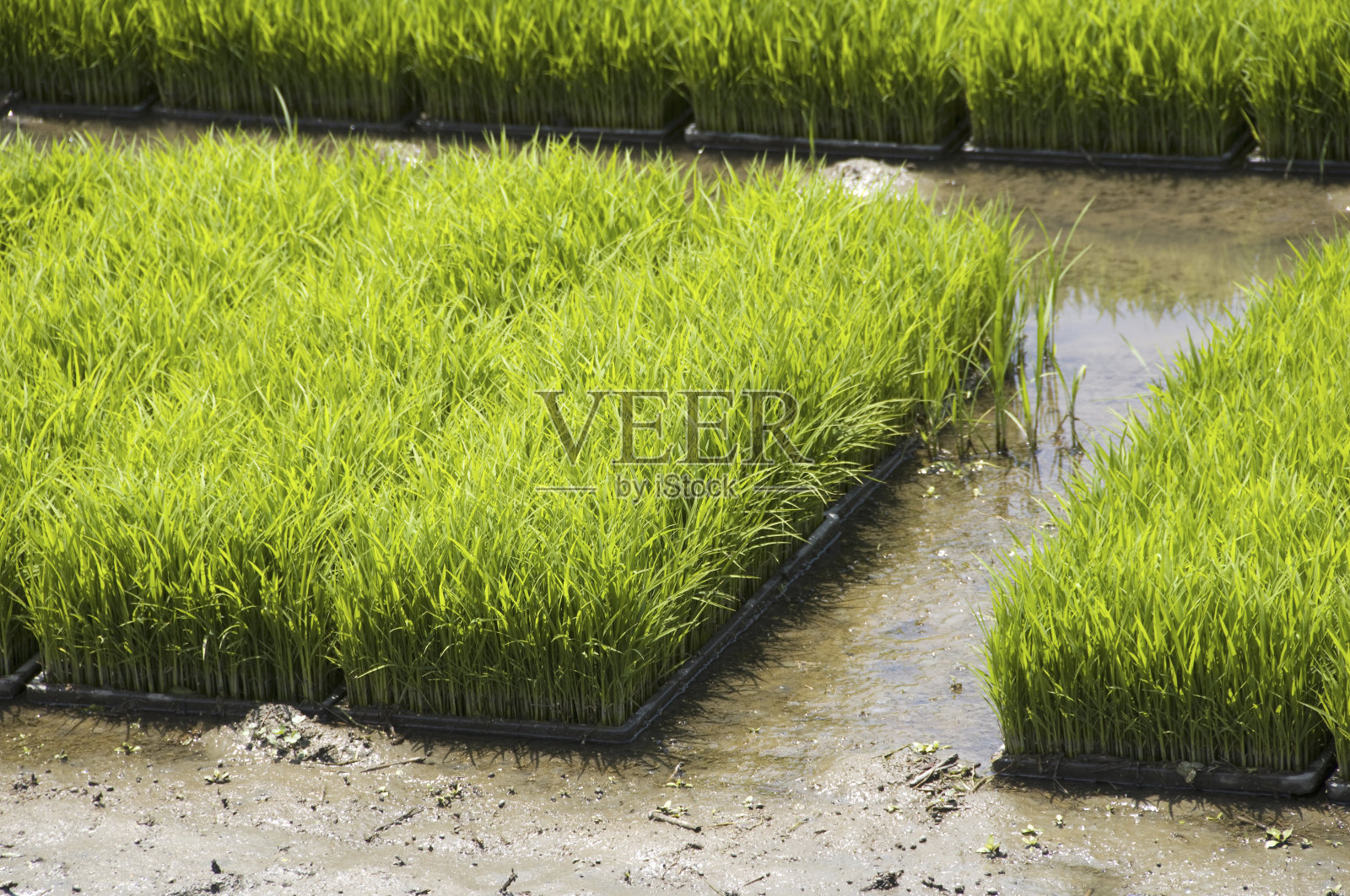 种子床照片摄影图片