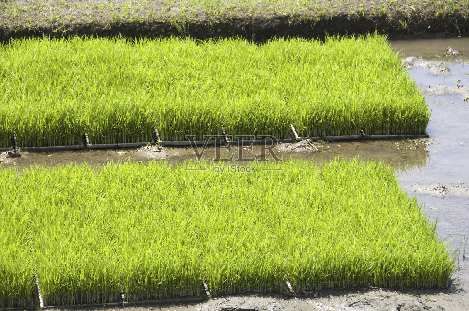 种子床照片摄影图片