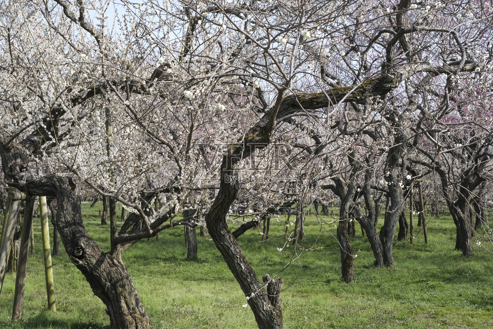 梅花盛开照片摄影图片