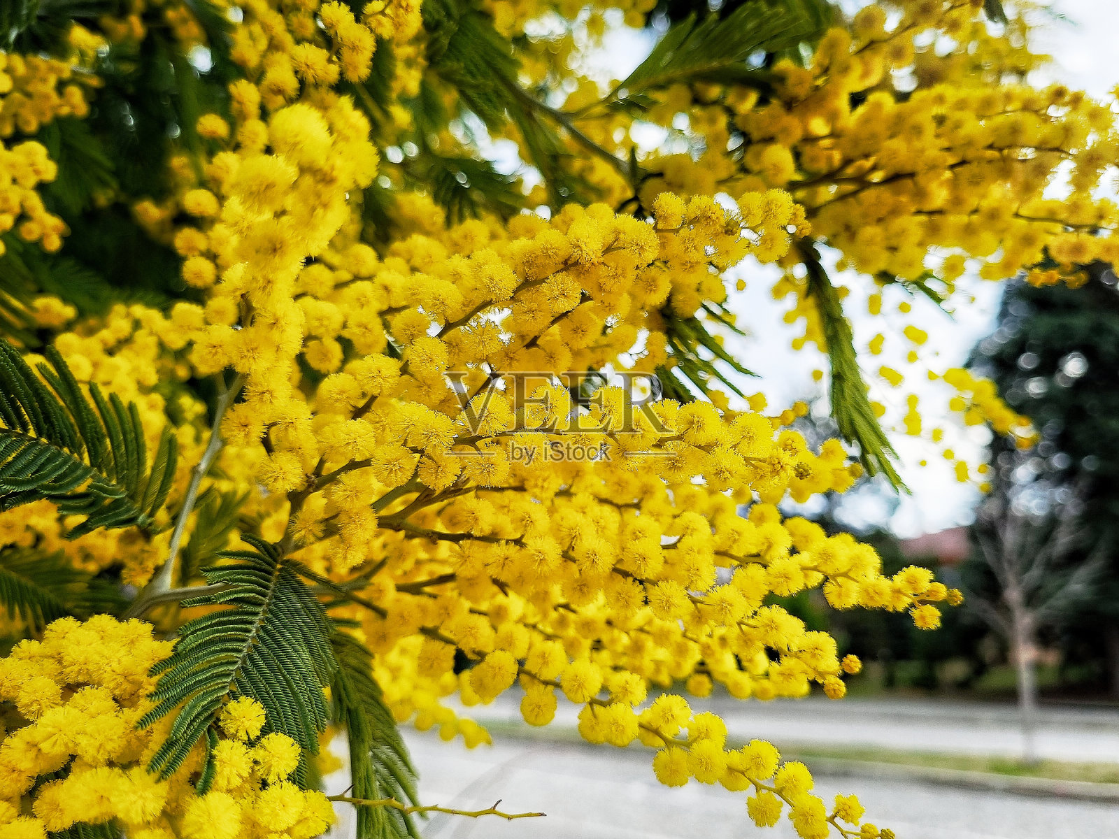 含羞草花,金合欢