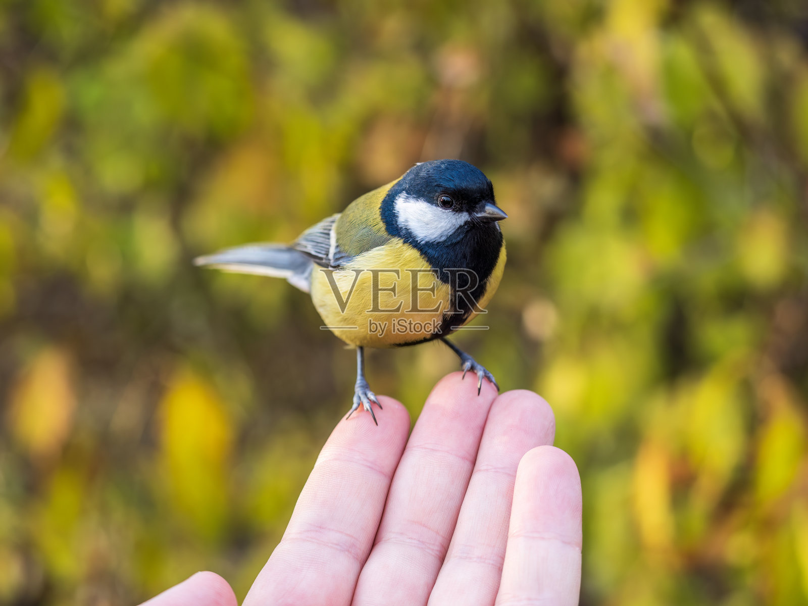 山雀坐在男人的手上吃种子。照片摄影图片