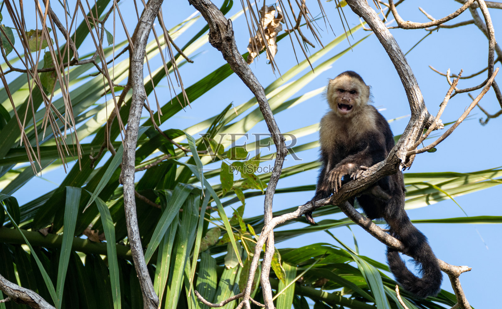 哥斯达黎加太平洋海岸曼努埃尔·安东尼奥国家公园的野生卷尾猴照片摄影图片