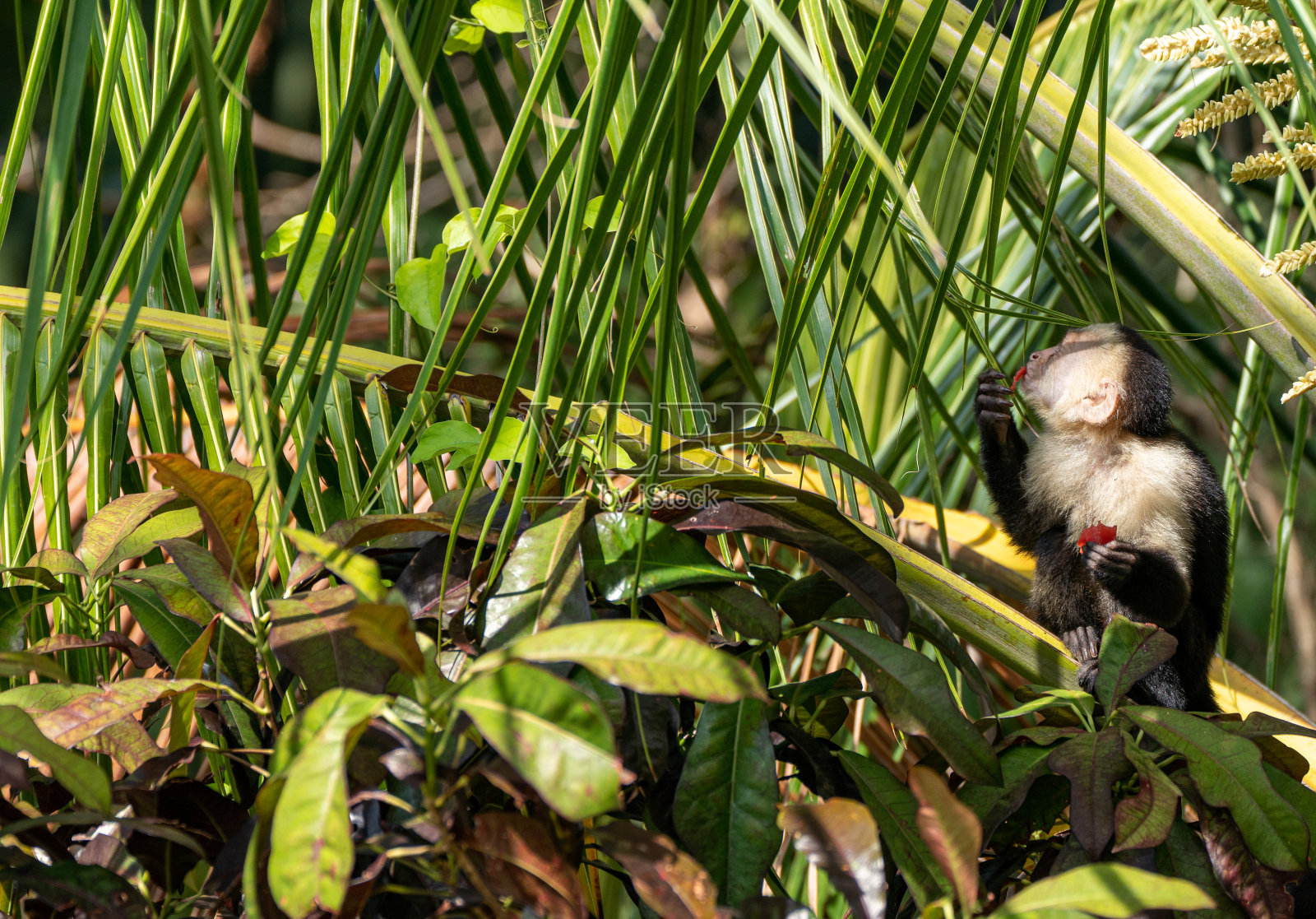 哥斯达黎加太平洋海岸曼努埃尔·安东尼奥国家公园的野生卷尾猴照片摄影图片