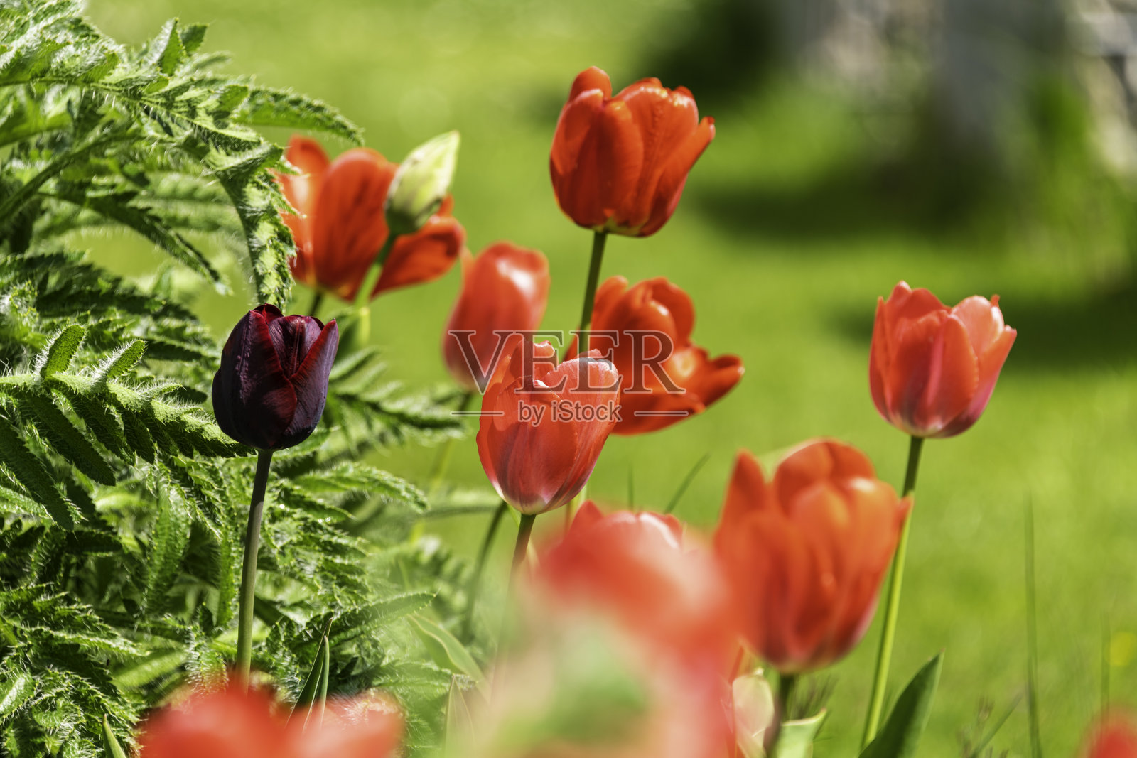 一群红色郁金香照片摄影图片