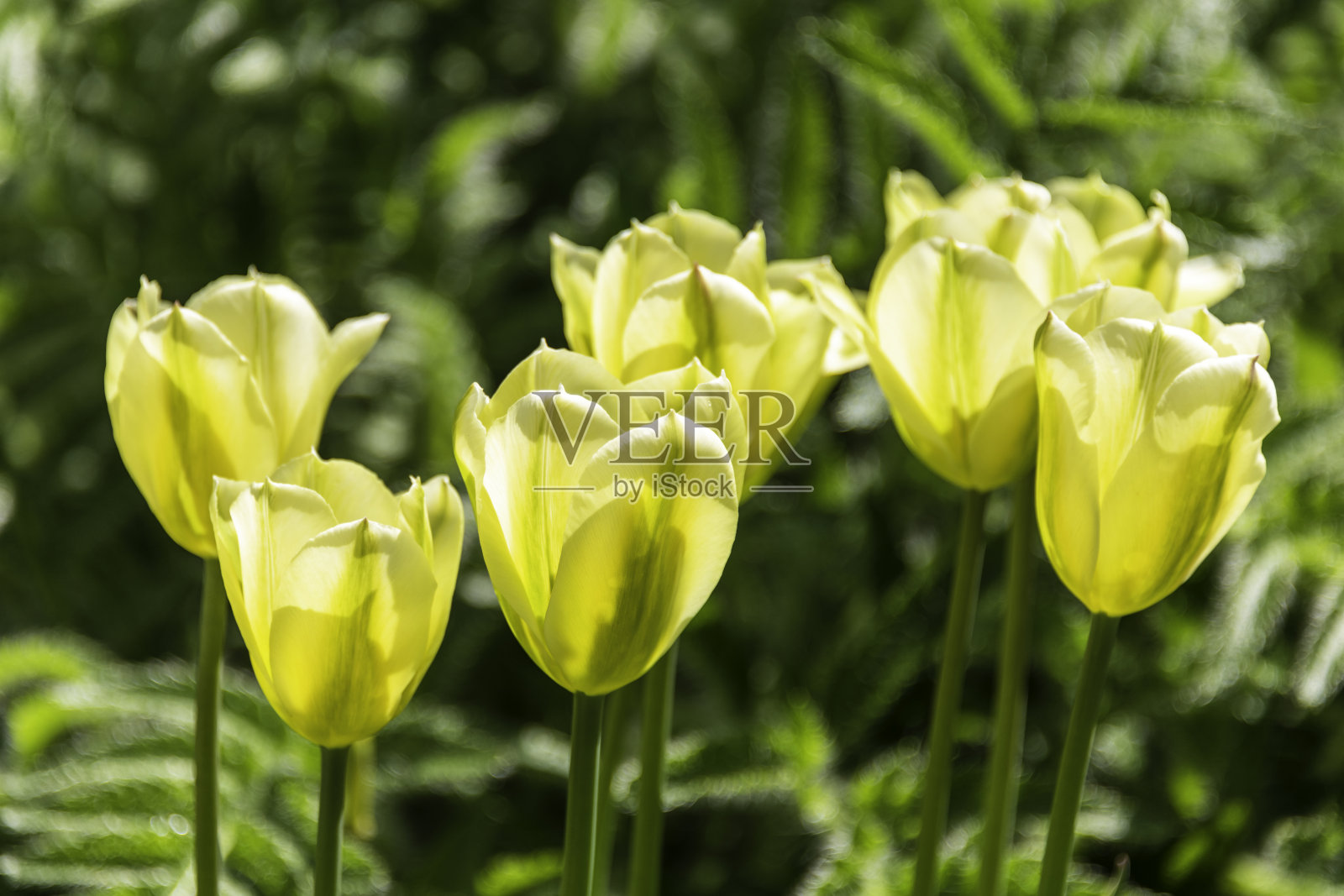 黄色郁金香照片摄影图片