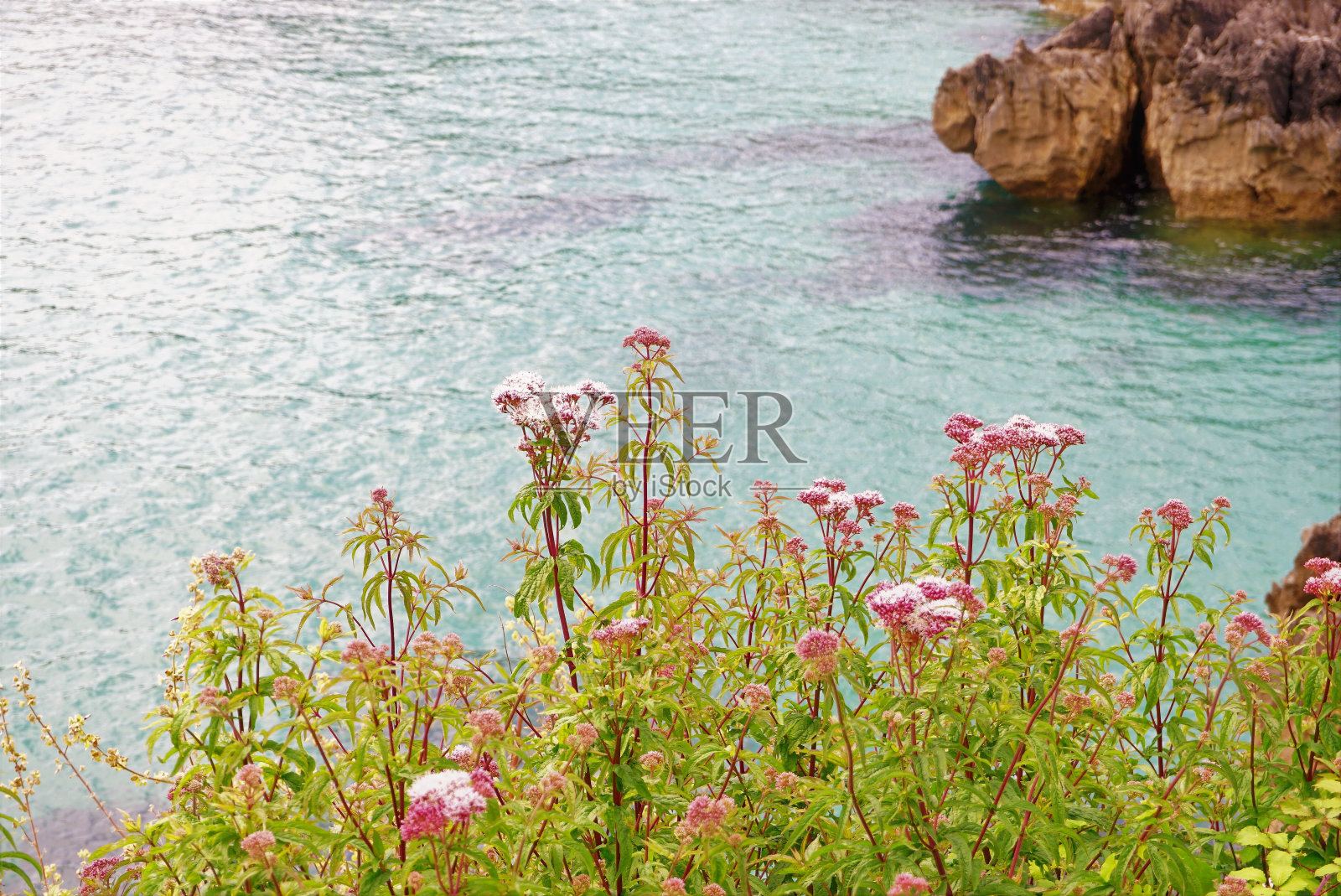 绿松石色的大海，绿草如茵照片摄影图片