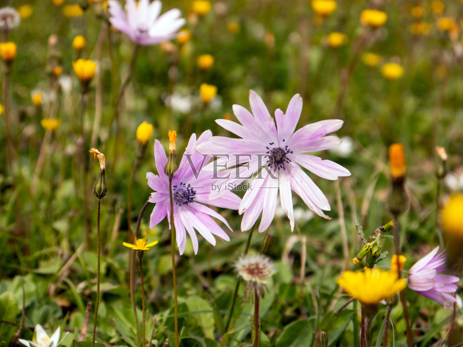 绿草坪上的海葵照片摄影图片