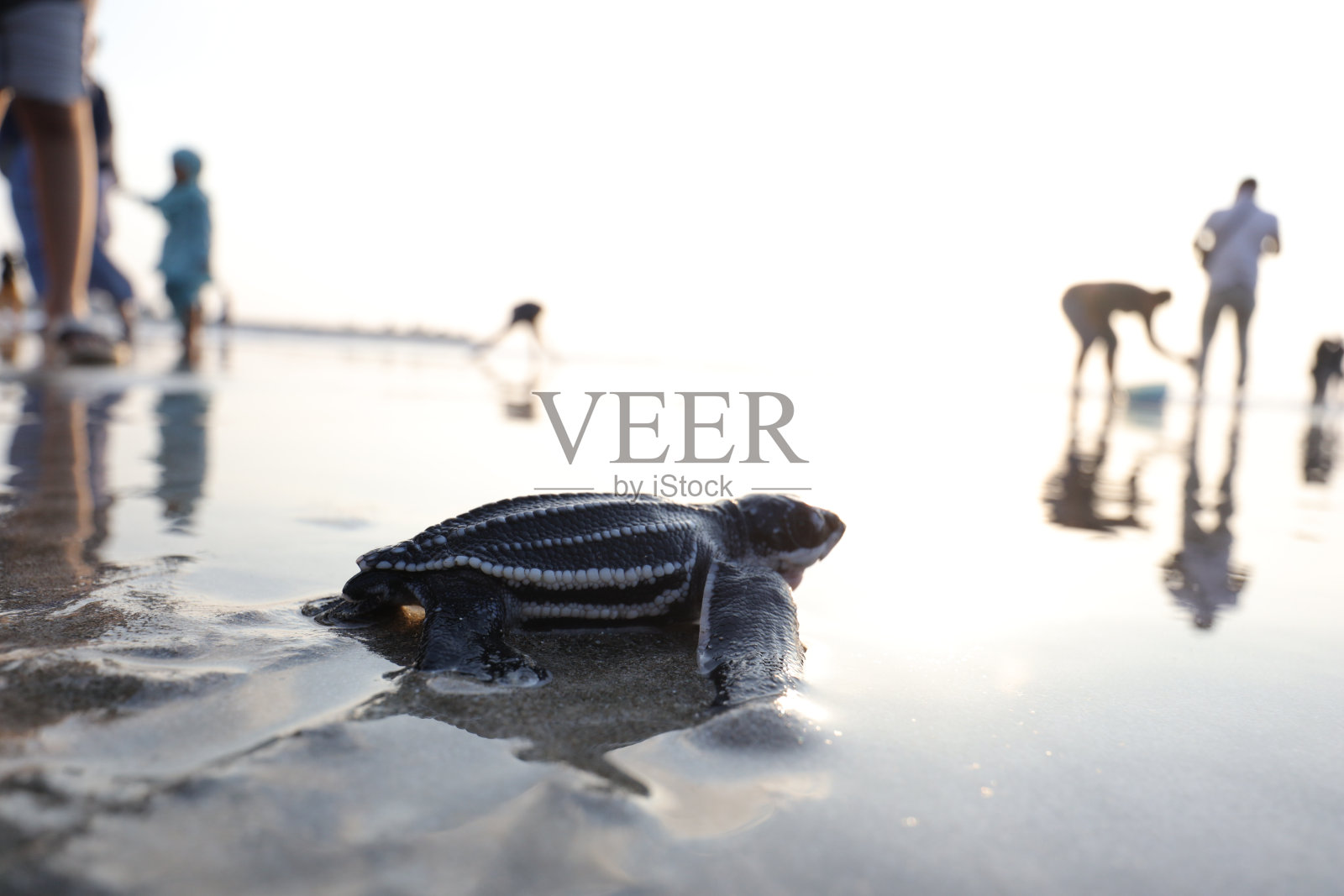 沙滩上海龟的高角度视图照片摄影图片