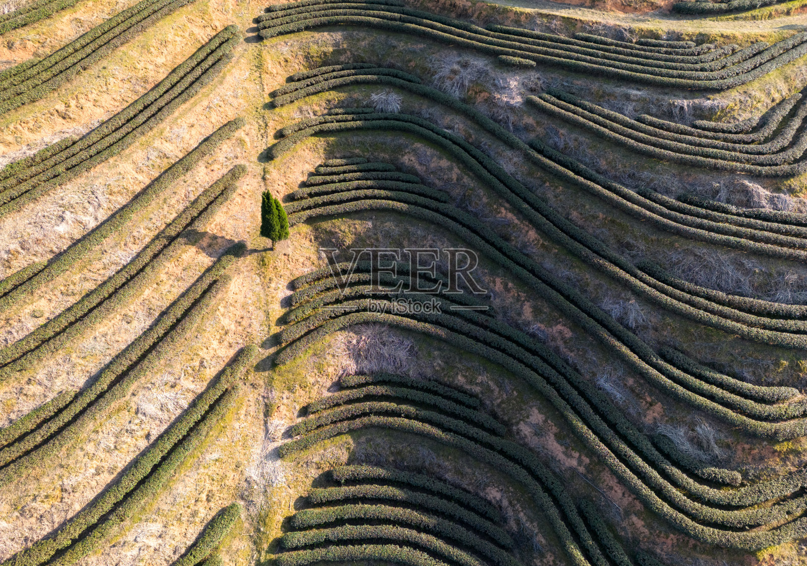 茶园梯田的鸟瞰图照片摄影图片