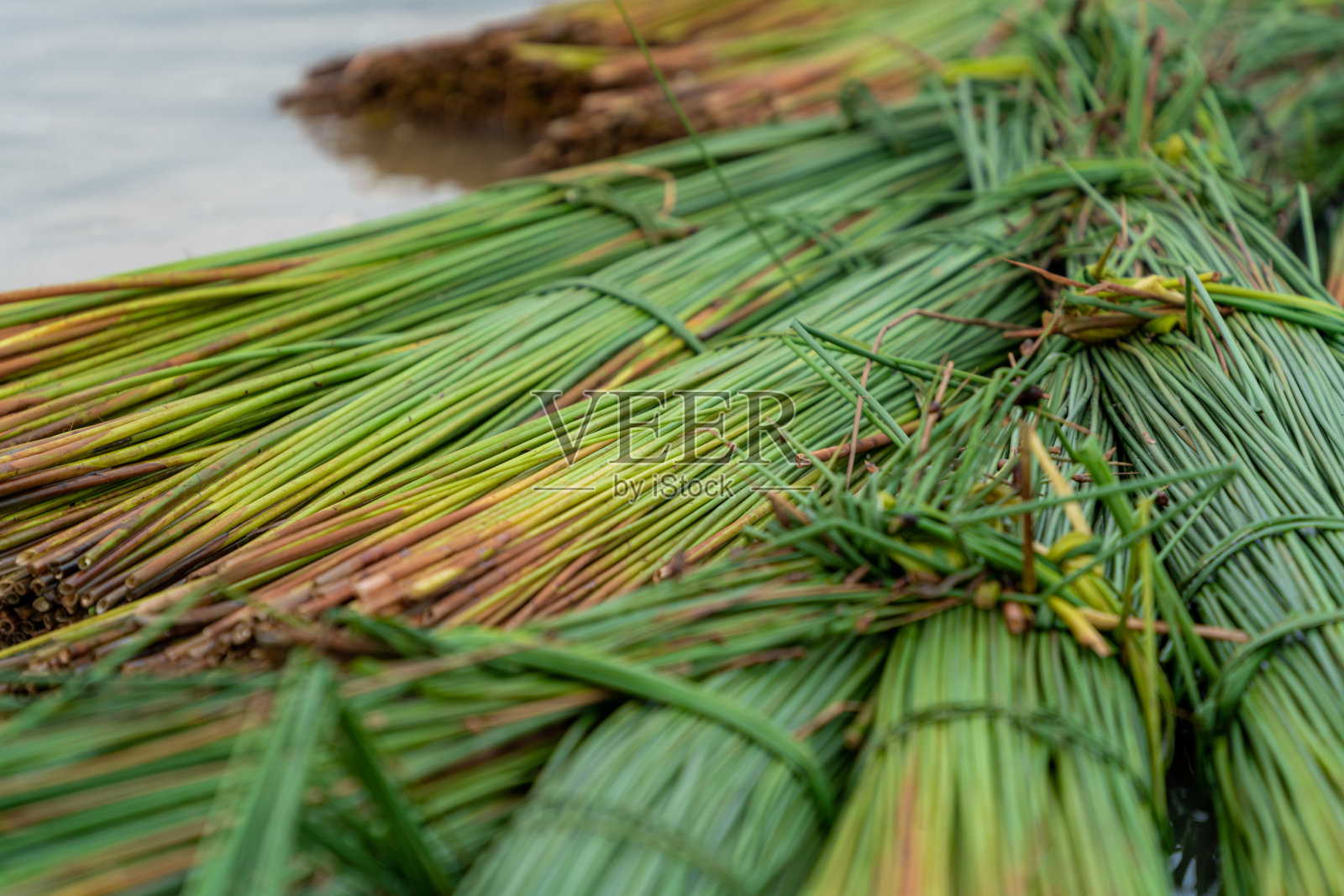 隆安省收获季节的邦草。Bang草被用来制作吸管、垫子、篮子等产品。越南库存照片照片摄影图片