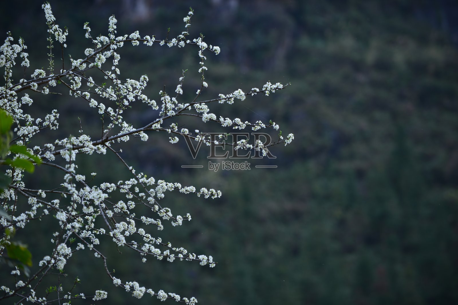 弹簧边界照片摄影图片