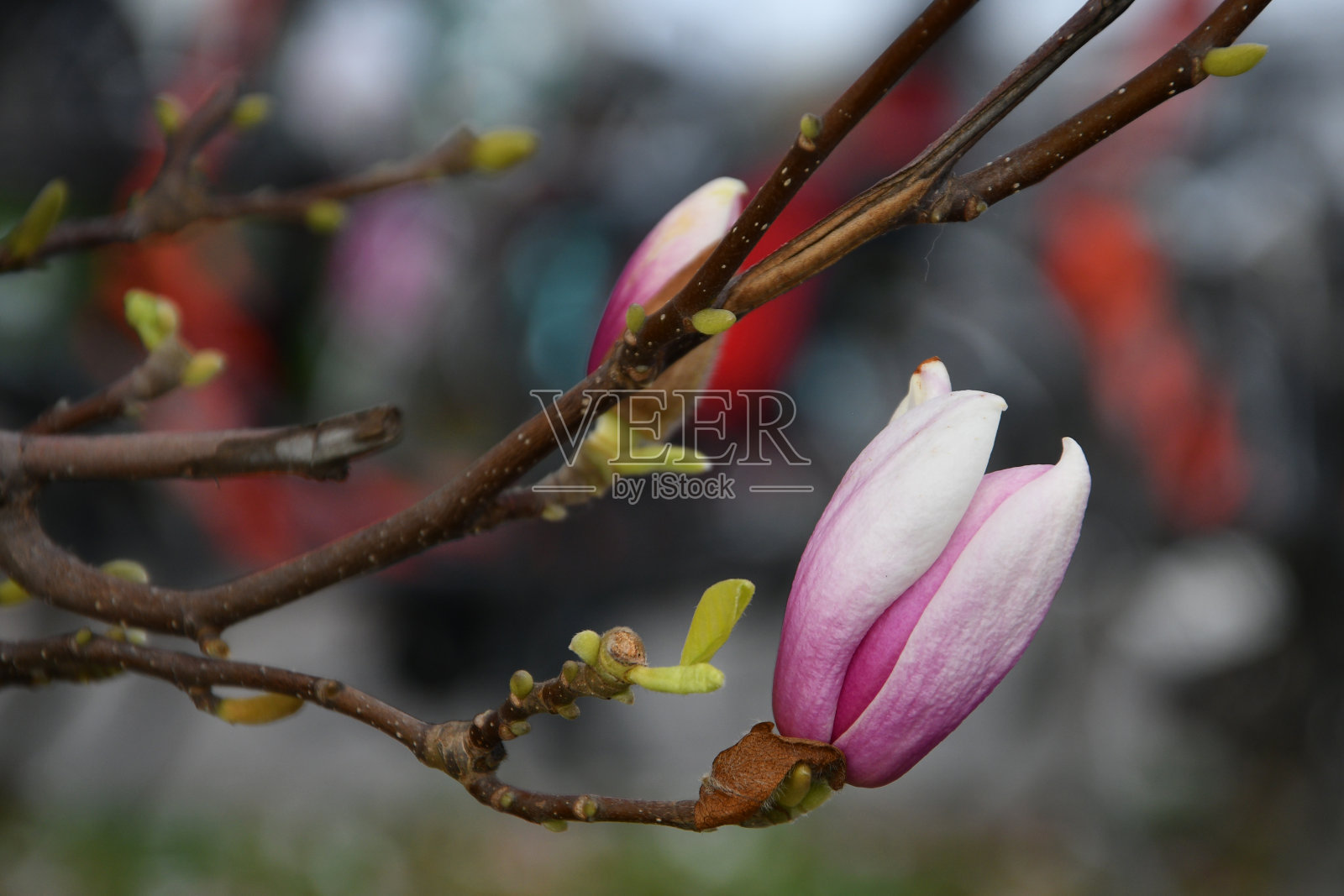春天的白玉兰花特写。粉红色的玉兰花。带着美丽嫩花的小树枝。照片摄影图片