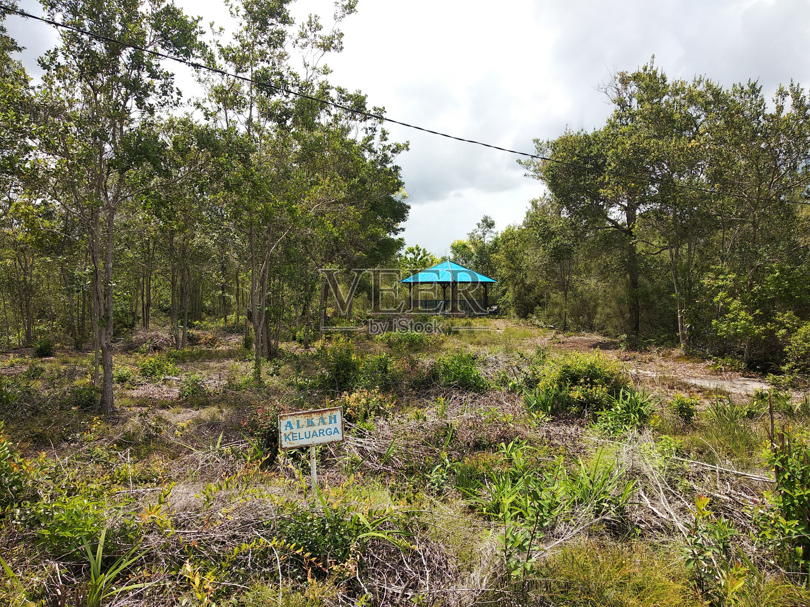 布什总统布什照片摄影图片