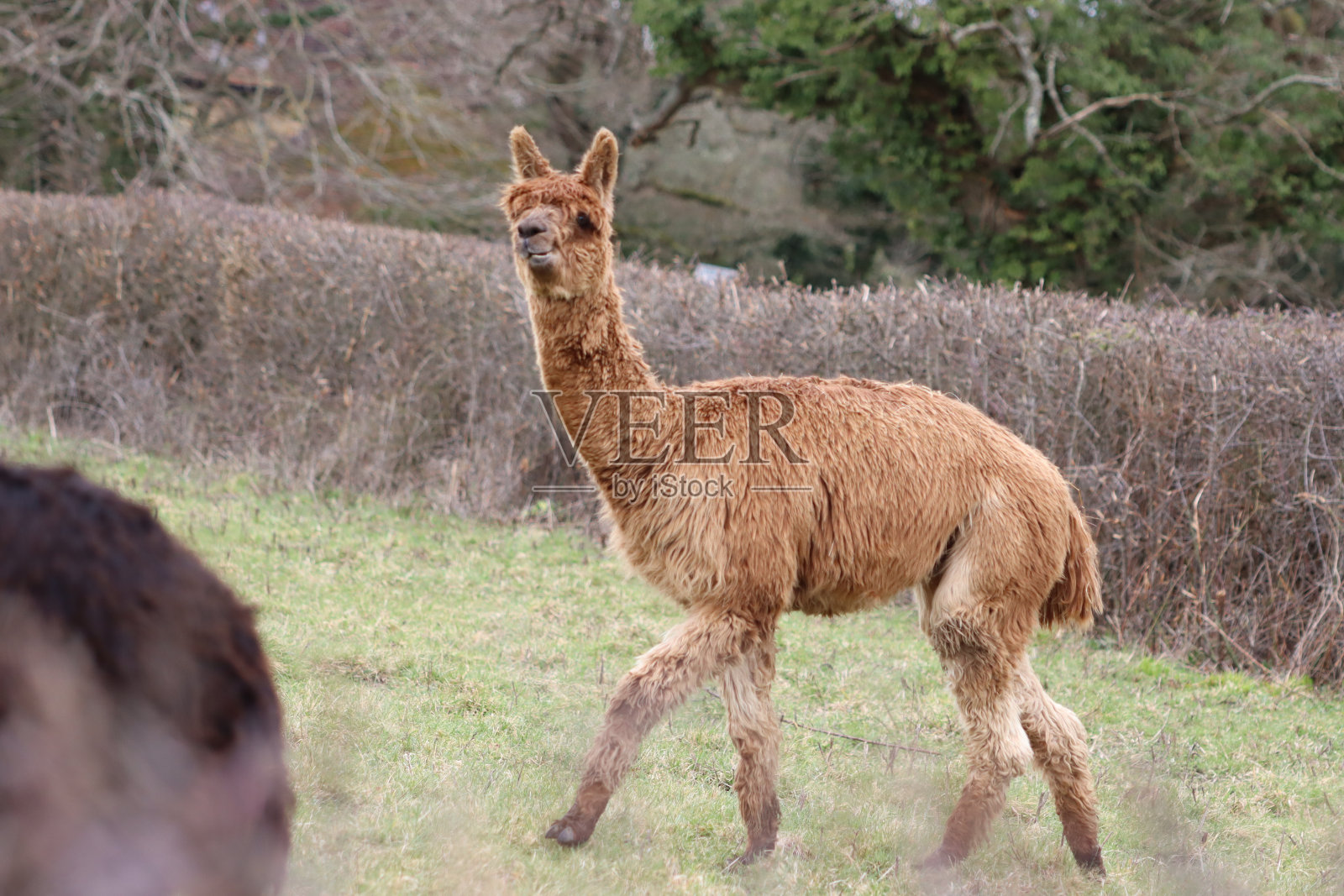 羊驼照片摄影图片