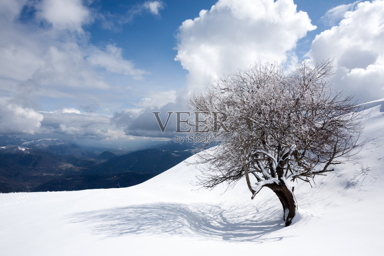 冬天的风景，孤独的树被雪覆盖照片摄影图片