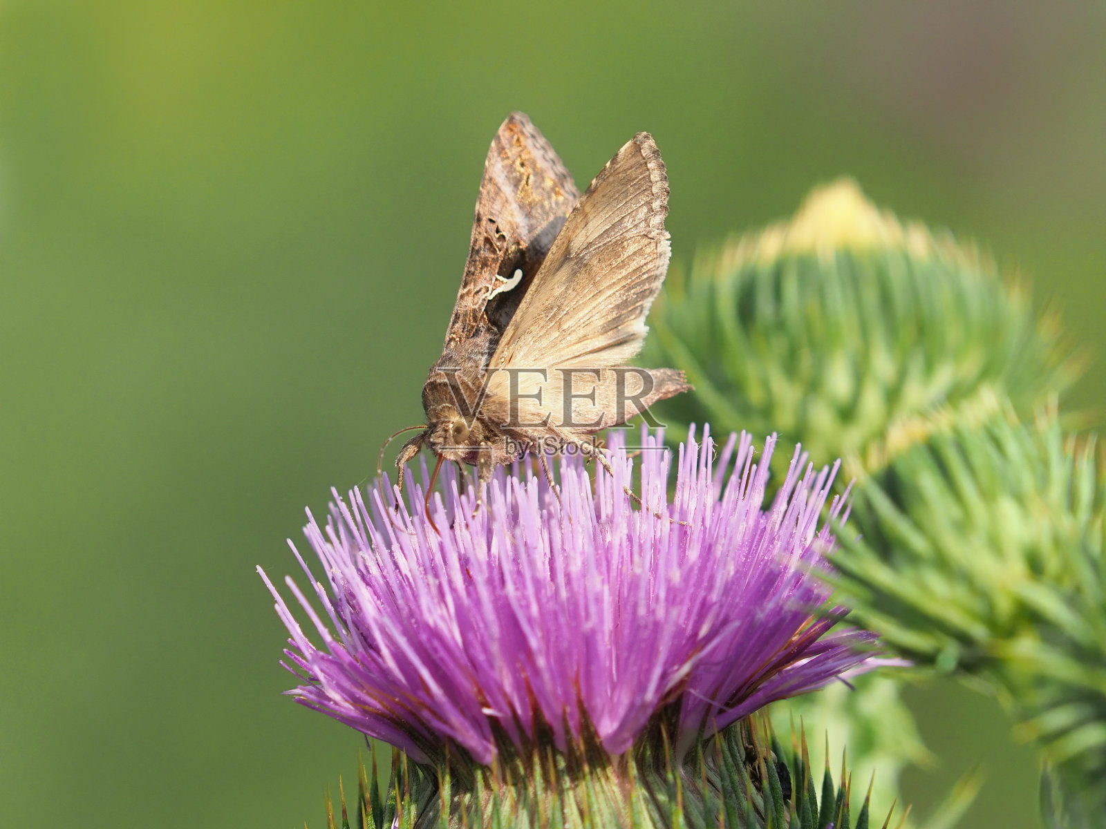 棕色伽马蛾，Autographa Gamma，在苏格兰蓟的紫色花照片摄影图片