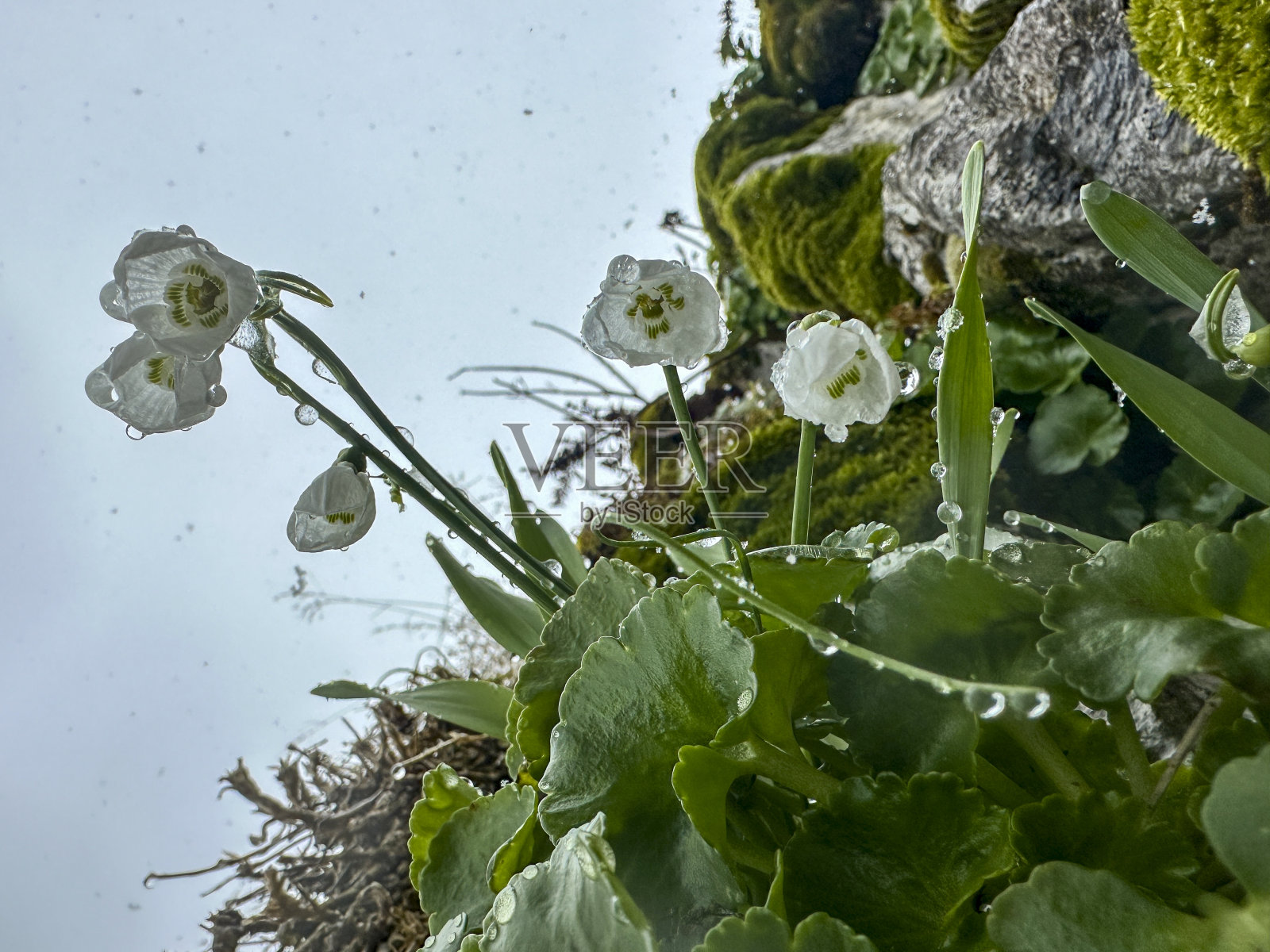 雨水和雪中特有的水滴和奇妙的纹理照片摄影图片