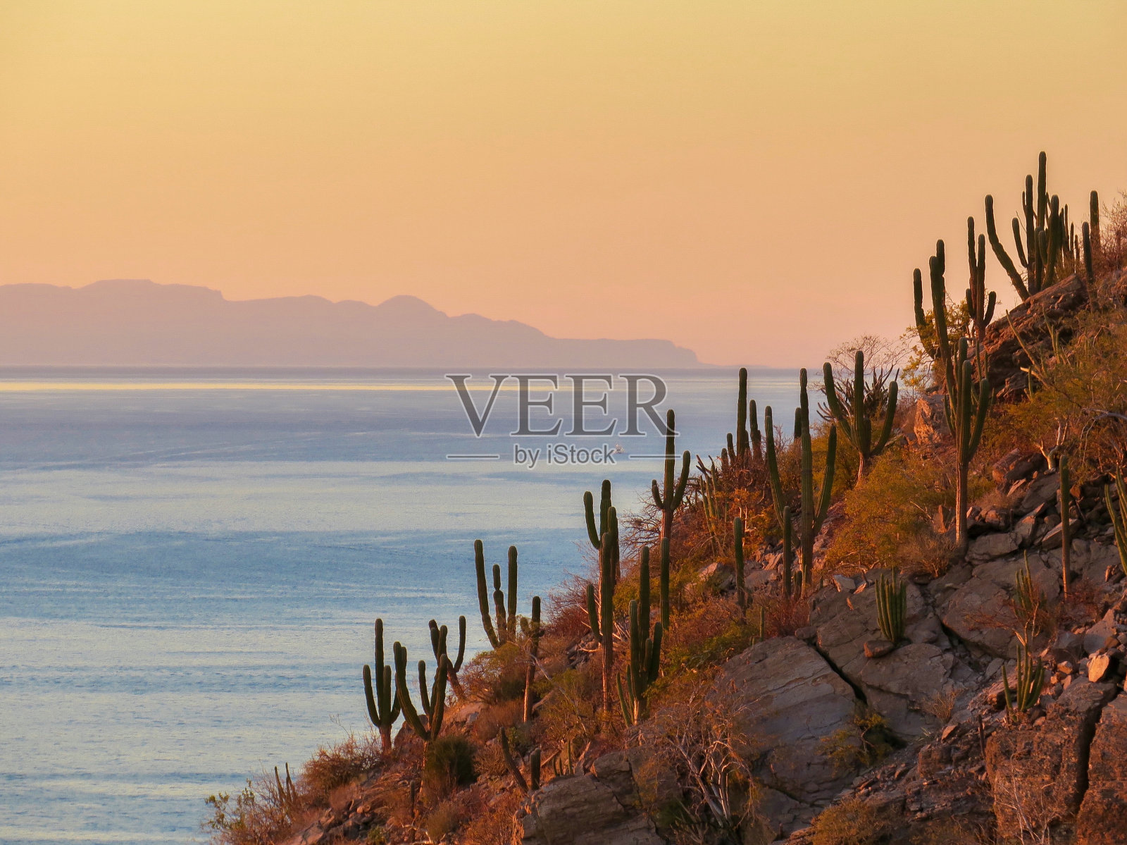 山顶仙人掌照片摄影图片