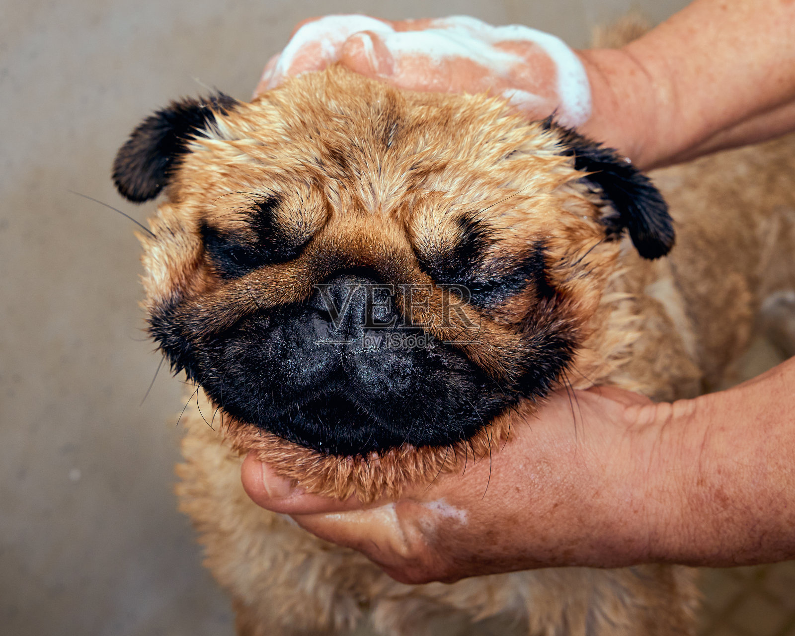 面对在美容师沙龙洗澡的哈巴狗。照片摄影图片