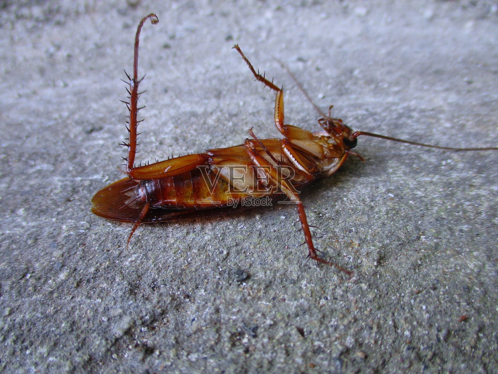 蟑螂倒立在地板上照片摄影图片