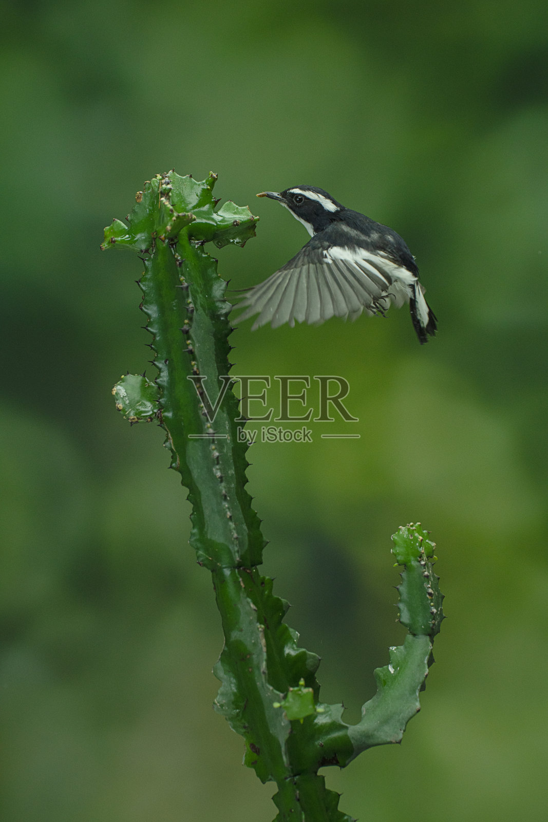 小斑蝇照片摄影图片