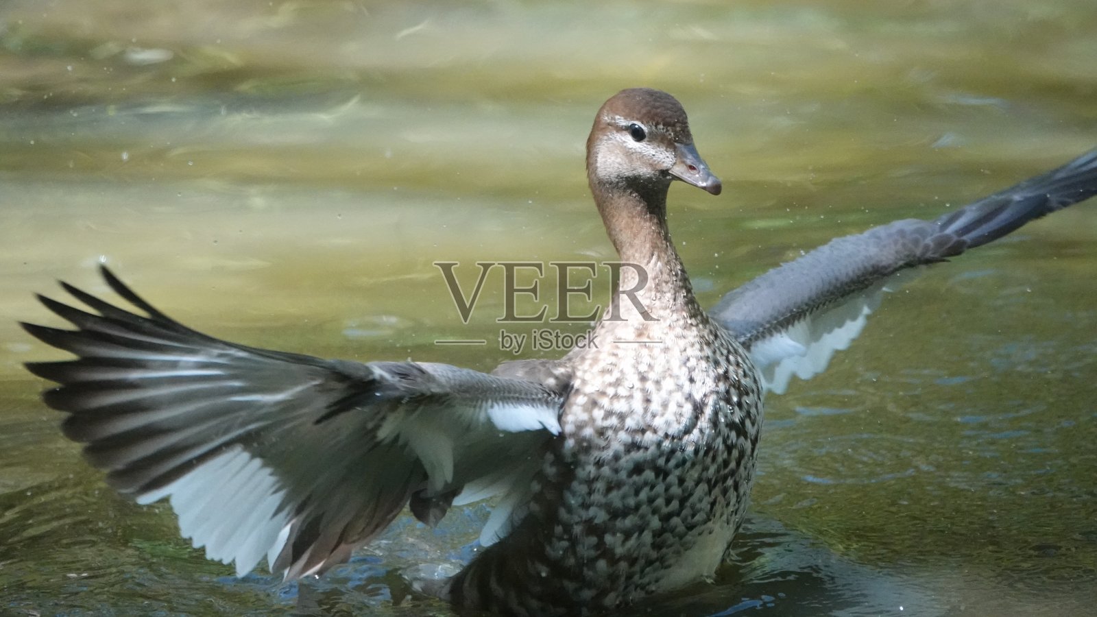 鬃鸭照片摄影图片